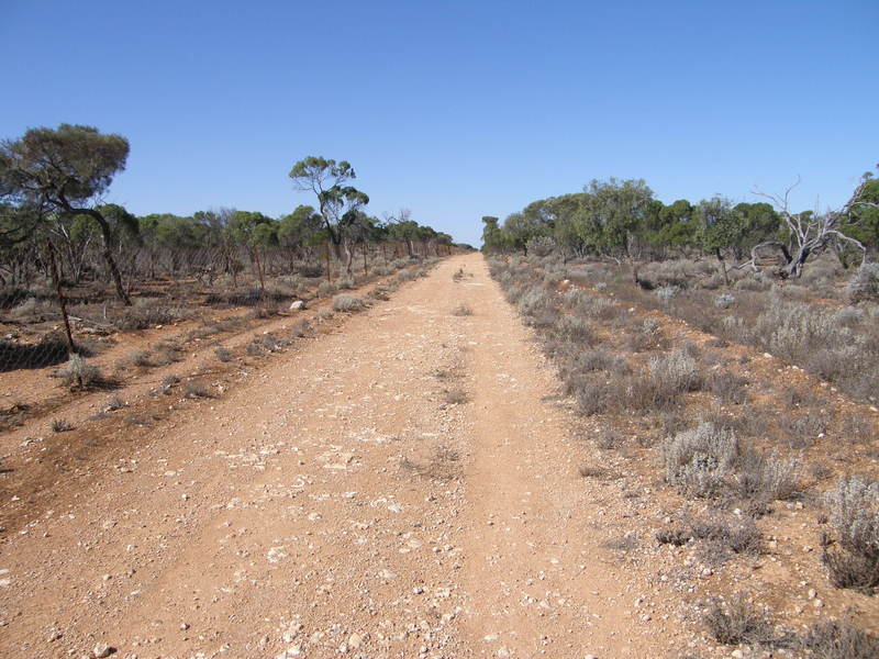 Rawlinna southern boundry looking east