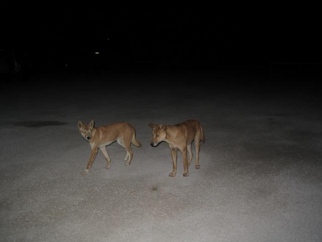 Dingo's at Nullarbor Roadhouse