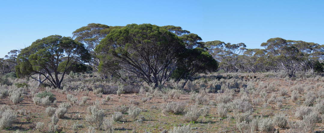 General View of the Confluence Area