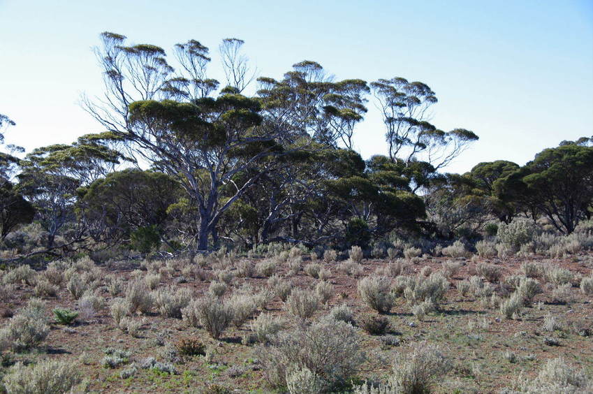 Looking North from the Confluence