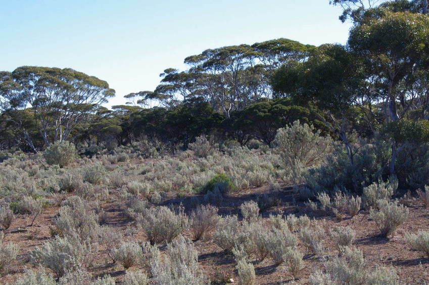 Looking West from the Confluence