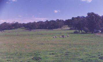 #1: Winter time green pastures looking north west.