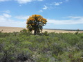 #7: Flowering tree