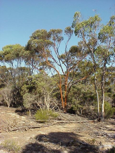 A salmon gum