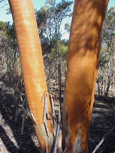 Salmon gum close-up