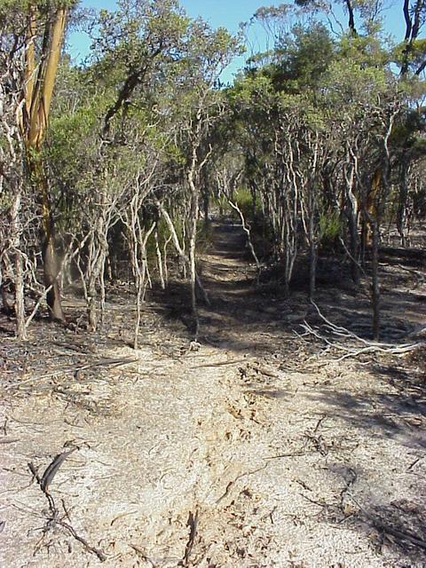 Animal tracks