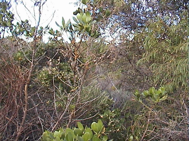 Facing north - Note dense scrub