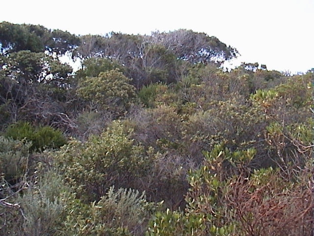 Facing east - Note dense scrub