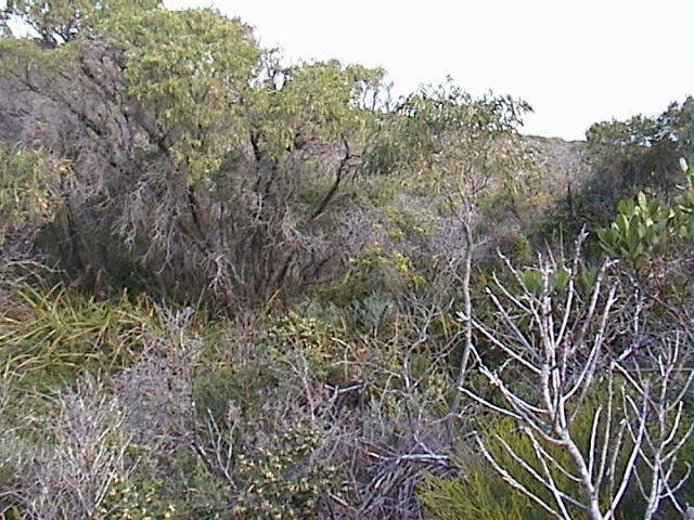 Facing south - Note dense scrub