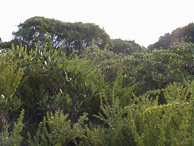 Facing west - Note dense scrub