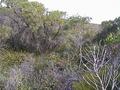 #4: Facing south - Note dense scrub