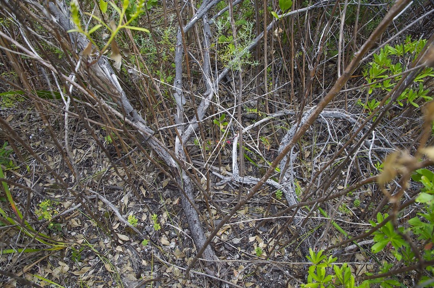 The confluence point lies in thick vegetation