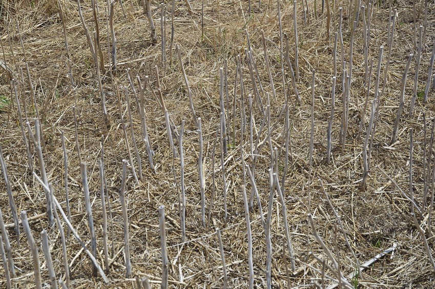 The confluence point lies in a farm field, filled with stalks from a recently-harvested crop