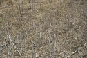 #5: The confluence point lies in a farm field, filled with stalks from a recently-harvested crop