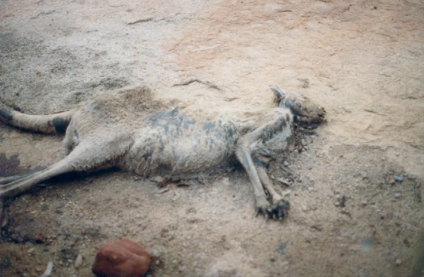 The last unsuccessful confluence visitor?