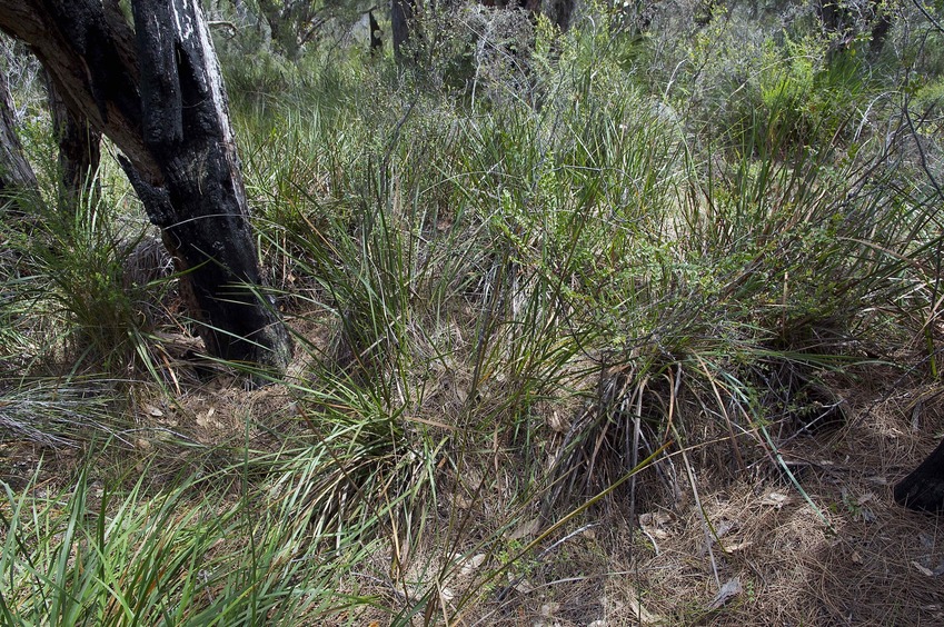 The confluence point lies in a small clearing, next to a burnt tree trunk