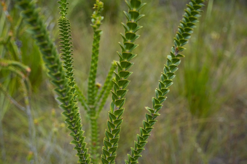 Even more interesting vegetation seen near the confluence point