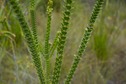 #9: Even more interesting vegetation seen near the confluence point