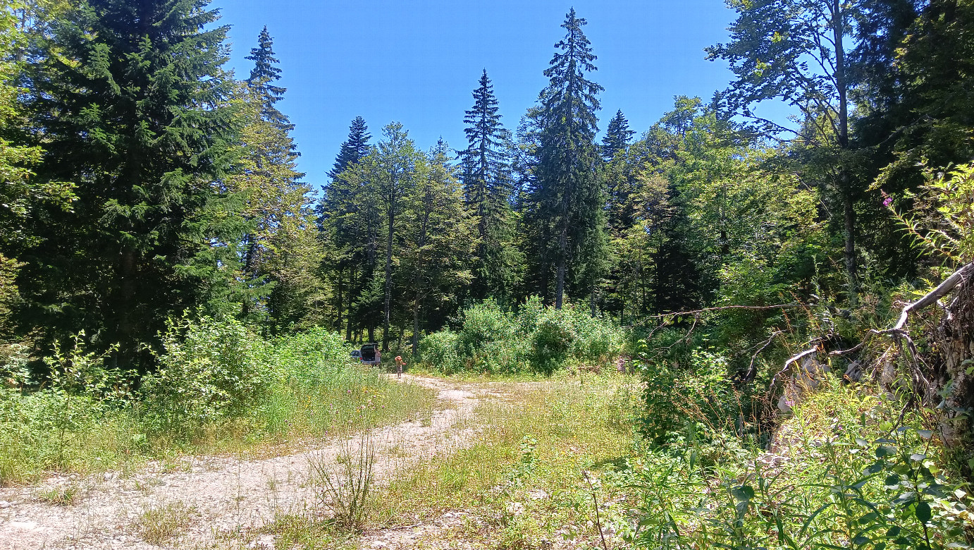 Overgrown  road, parking spot