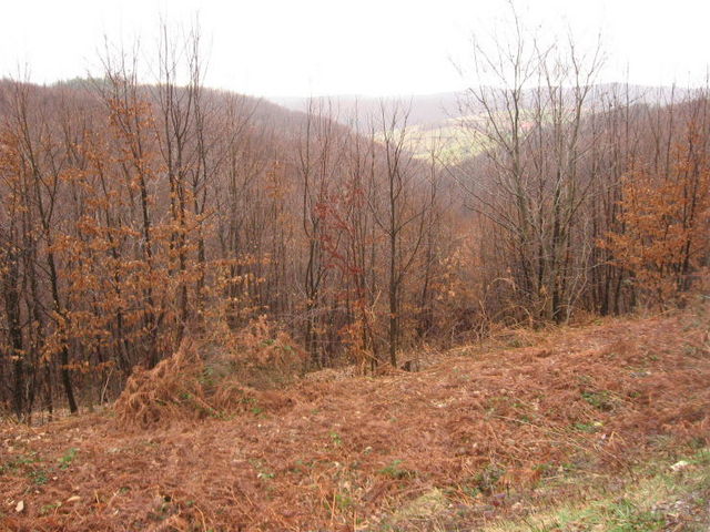 View from the top of the ravine