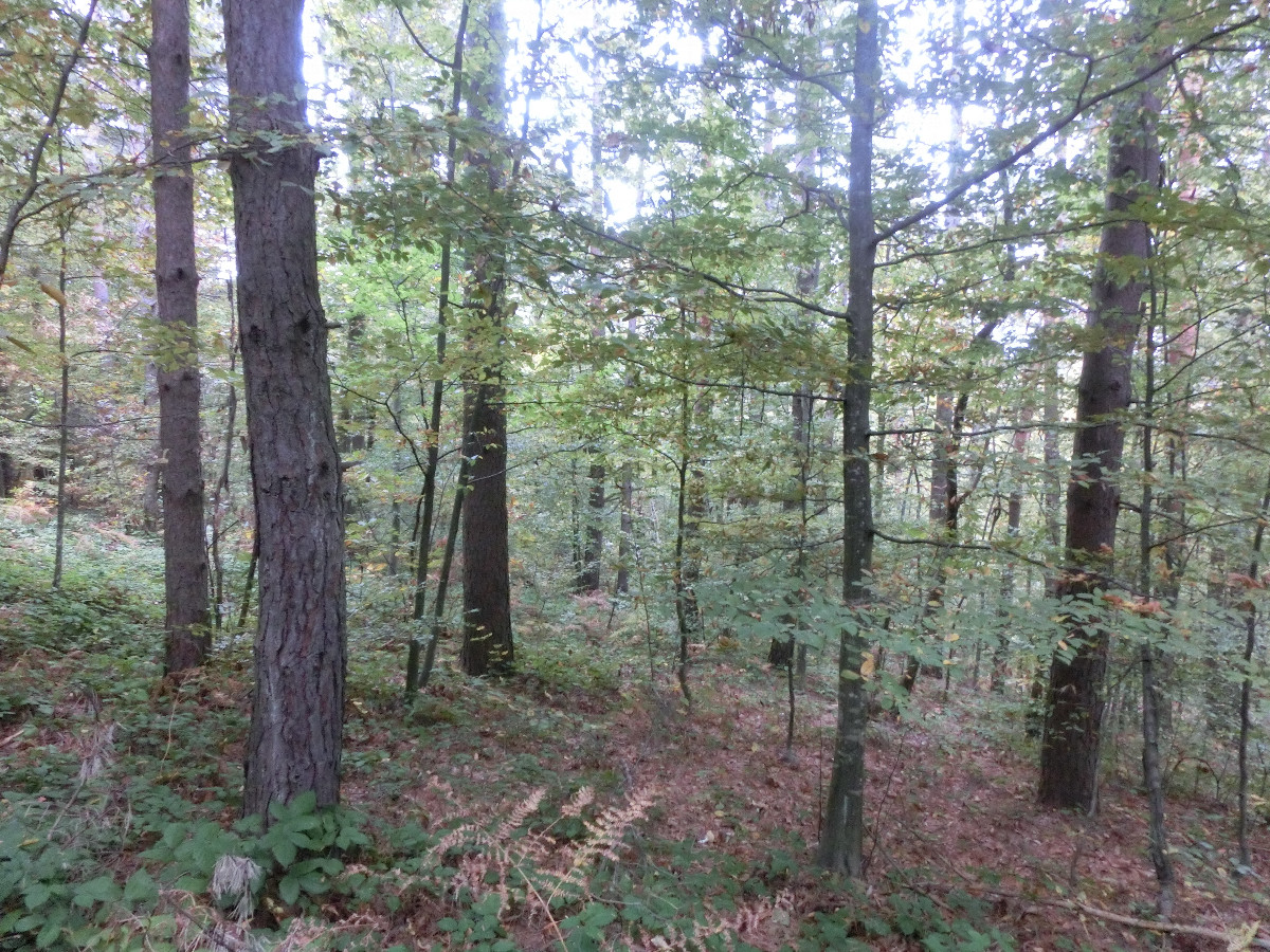 Blick nach Osten - View east