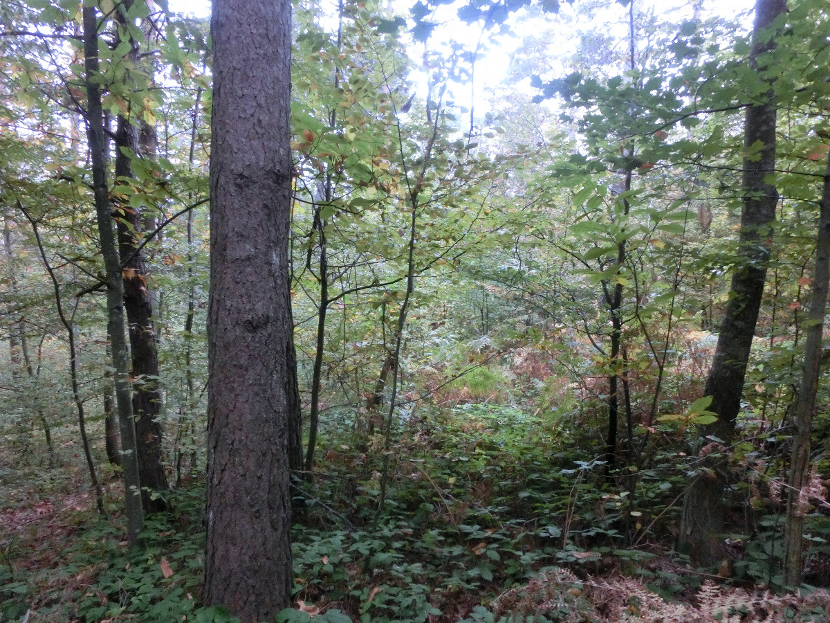 Blick nach Süden - View south