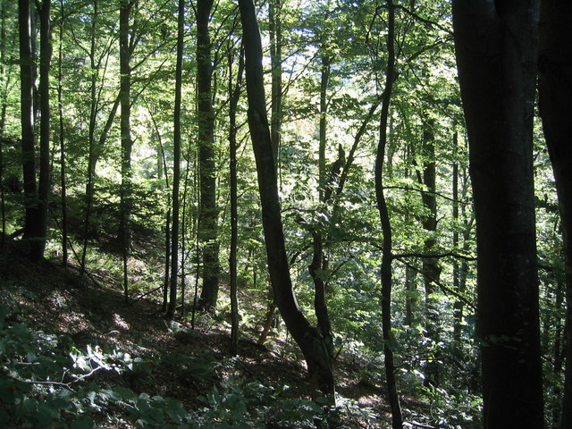 West view of confluence