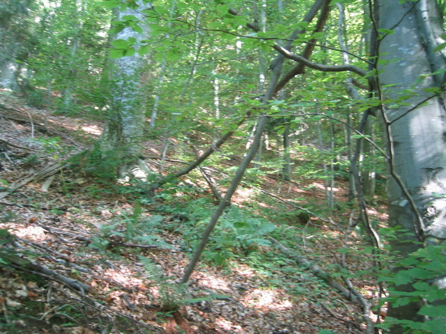 South view of confluence