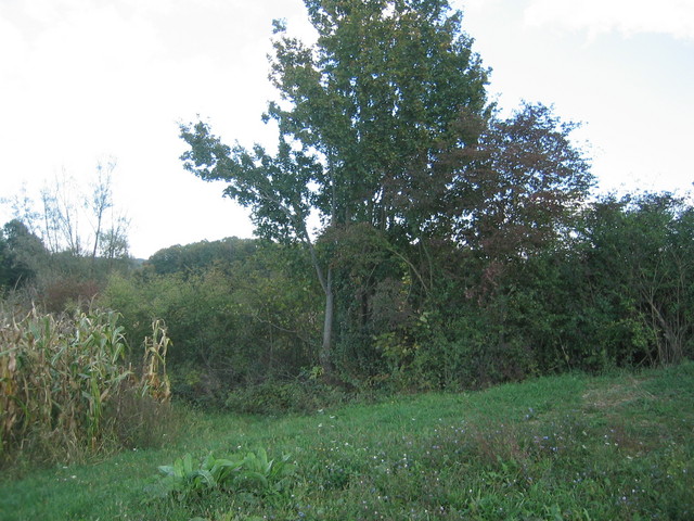 East view of confluence