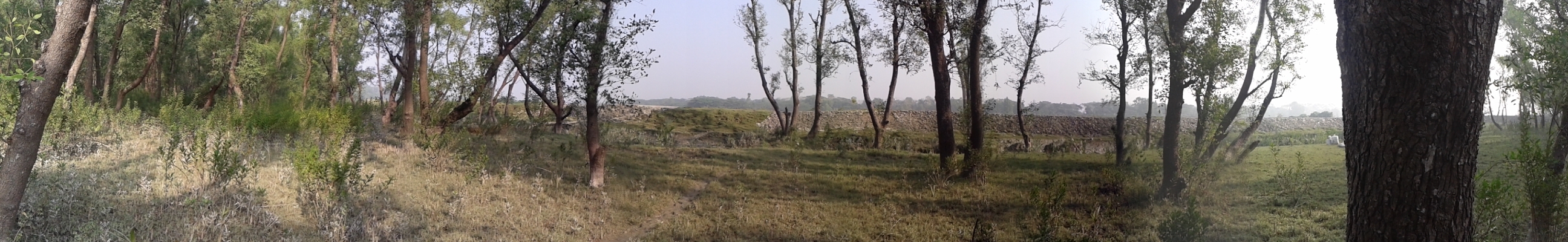 Mangrove Forest landscape