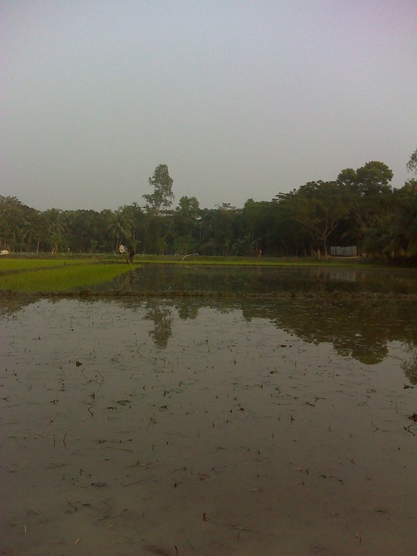 Flooded paddy field view