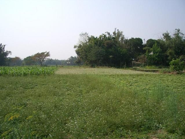 Looking West from the confluence