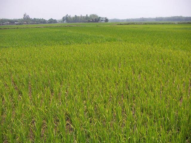 The area around the confluence. The confluence is locate in the light green paddy in the foreground of the picture.