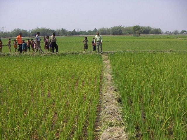 ... and to the West - Paddy fields everywhere.