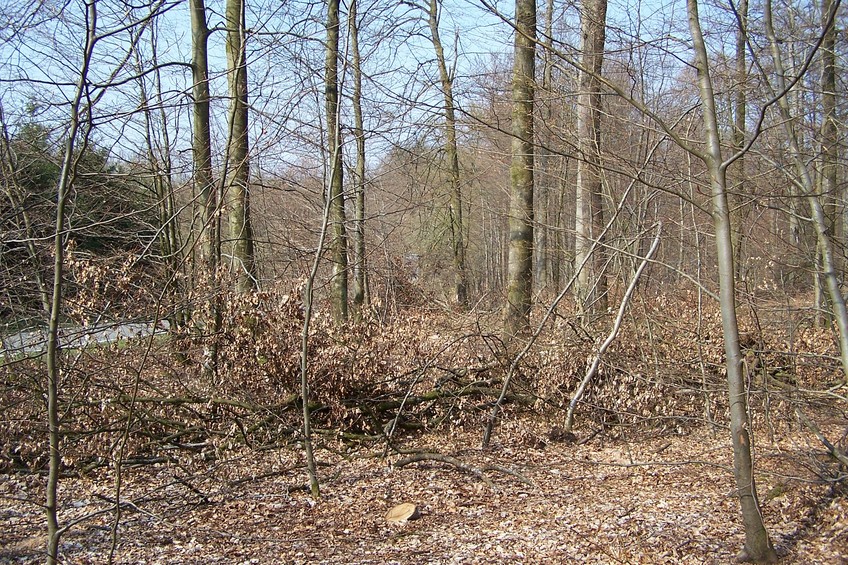 View towards W from the confluence