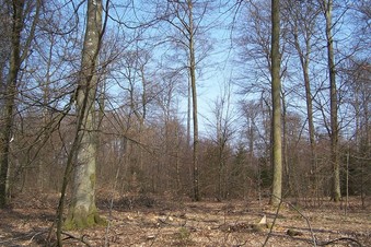 #1: General view of the confluence (towards N)