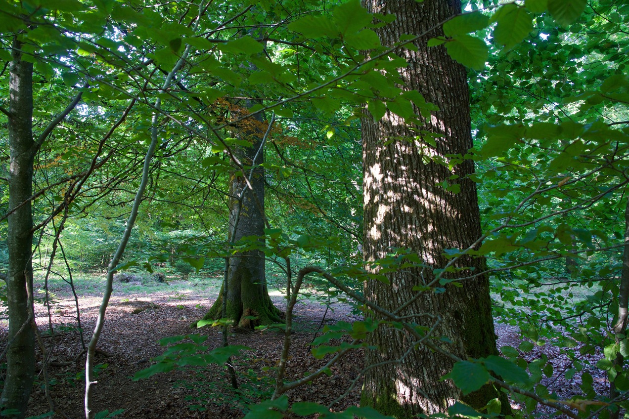 The point lies in forest, just North of a paved road.  (This is also a view to the North.)