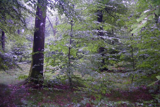 Blick nach Osten - View east