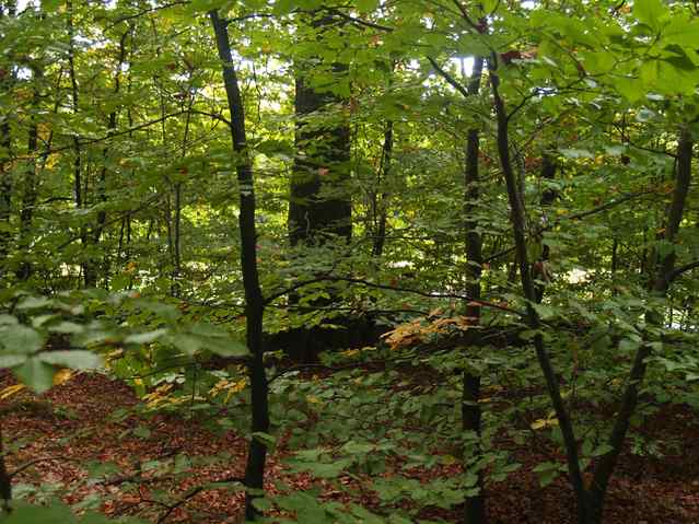 the view south - even more trees