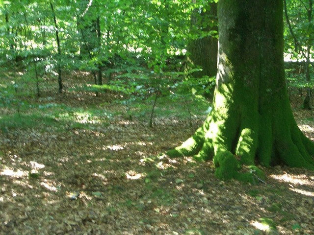 Camera positioned about 14 m North of the confluence of 50° North and 5° East