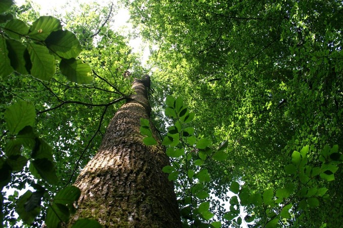 Looking to the trunk of the oak and to the sky between the leaves