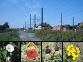 #9: Car, train, railway crossing and plants