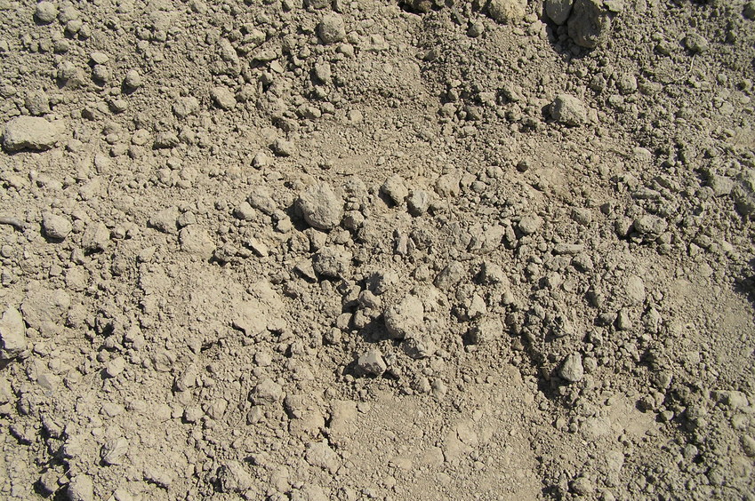 Ground cover at the confluence point.