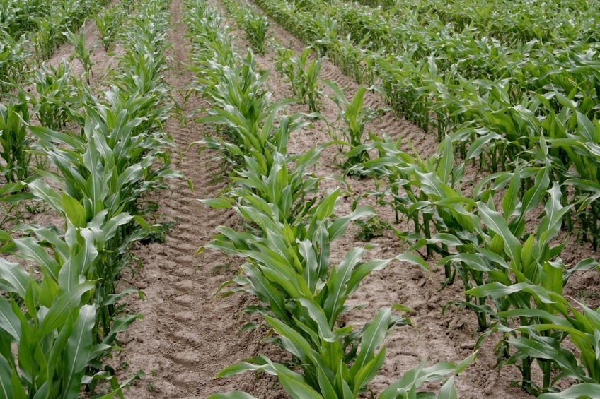 Traces of the tractor between the corn lines