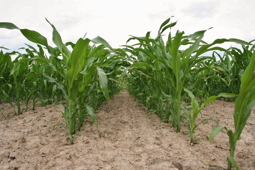 The lines of corn seedlings