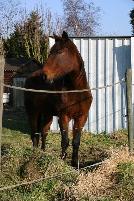 Horse, at around 200 m from the point