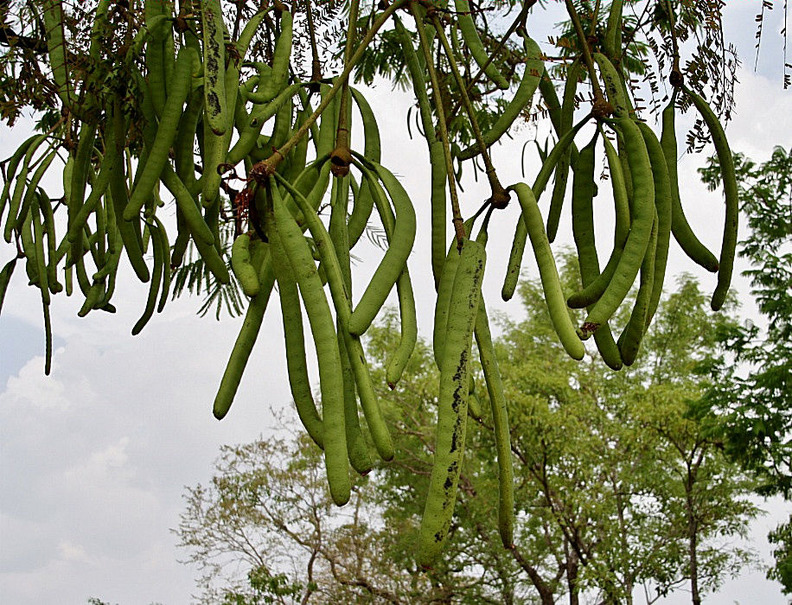 Fruits of a néré