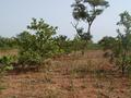 #3: South, back towards the truck, through the fruit groves.