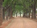 #9: Avenue of trees