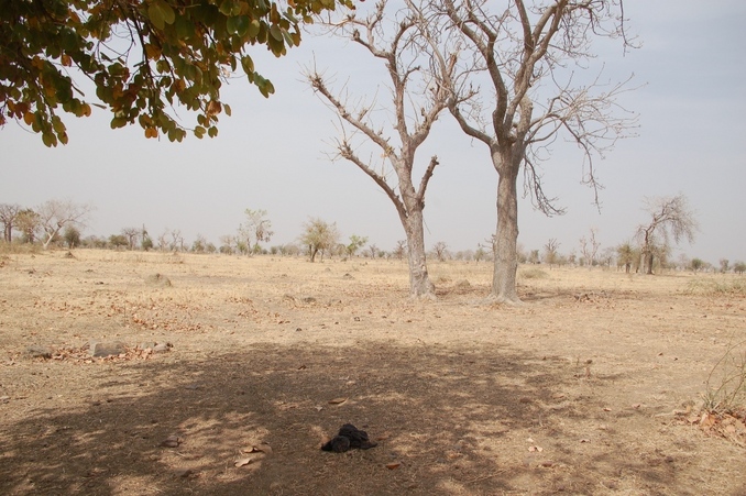 Looking west: There's a "cow-pie" on the spot